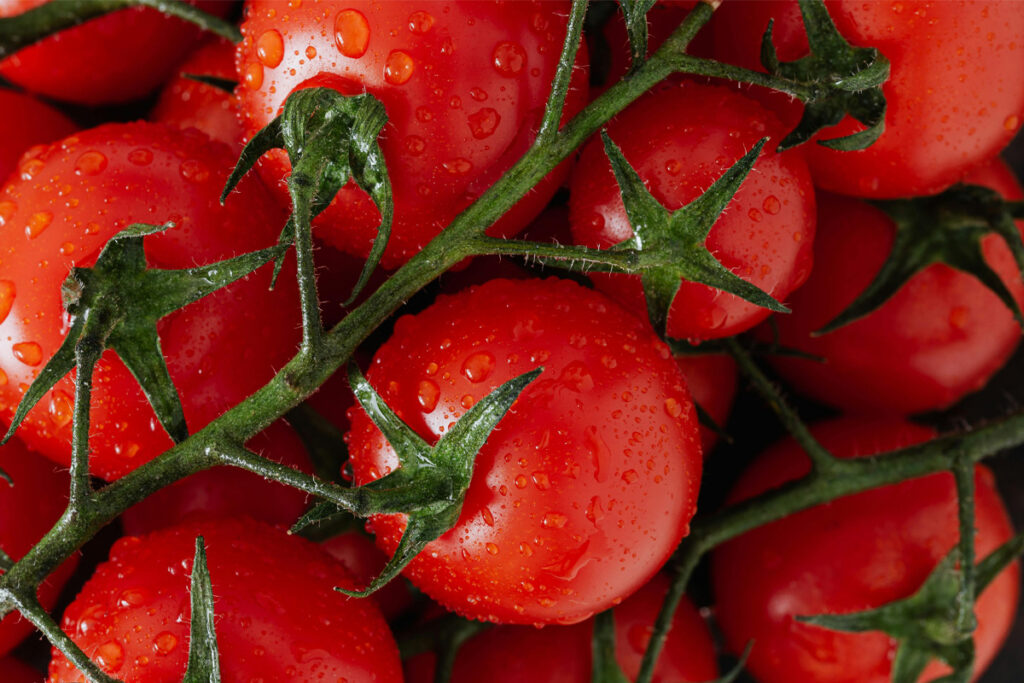 گوجه ربی چیست
